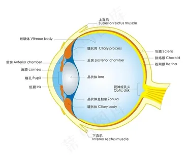 眼睛结构图图片