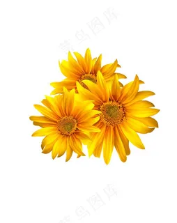 向日葵图片