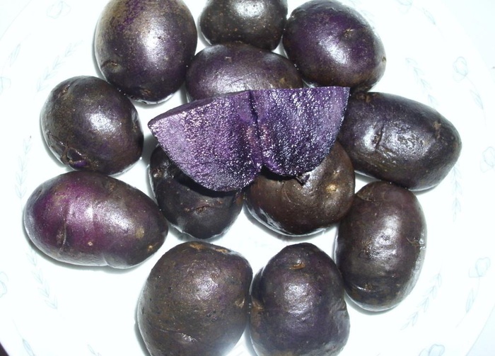 黑土豆图片
