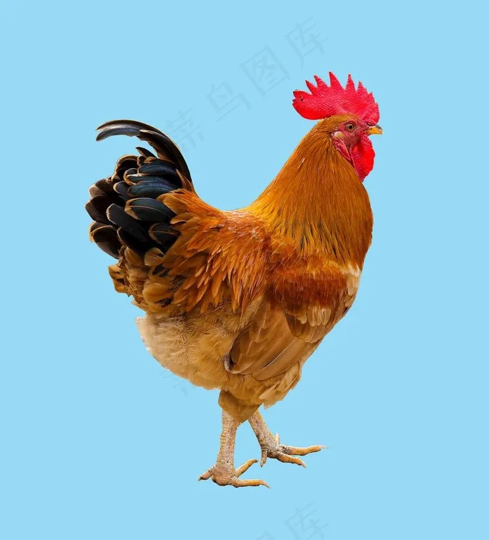 公鸡图片