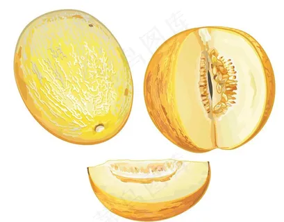 哈密瓜图片 哈密瓜图片