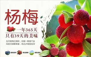 杨梅图片
