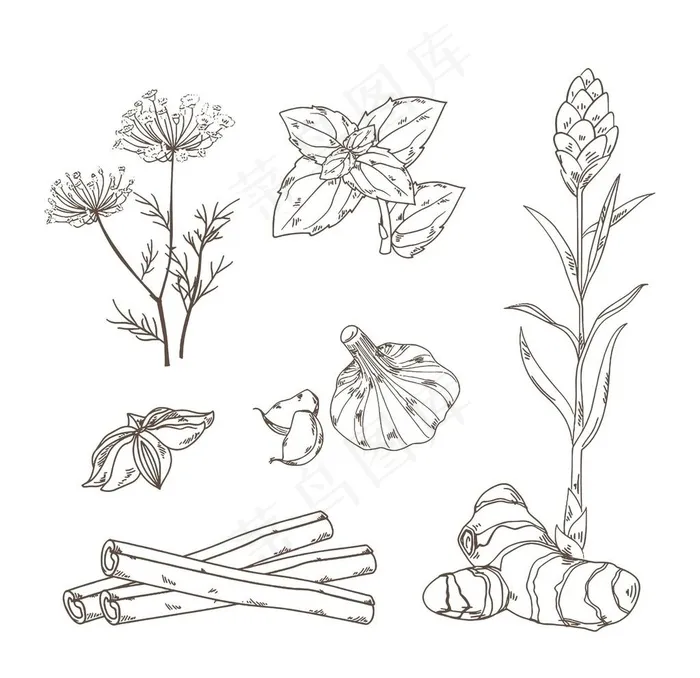 黑白线描香料图片ai矢量模版下载