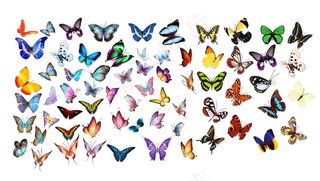 蝴蝶高清素材psd图片