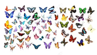 蝴蝶高清素材psd图片