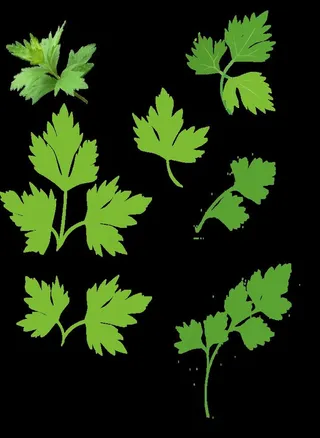 艾草艾叶免扣png格式图片