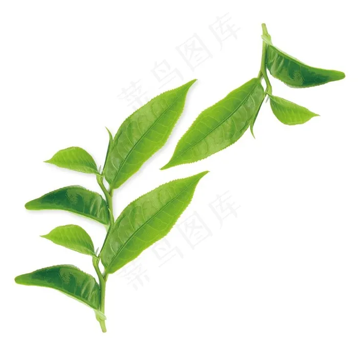 绿色茶叶免扣素材图片