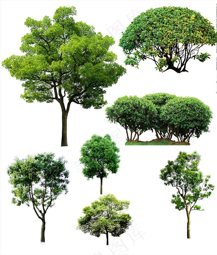 树木图片