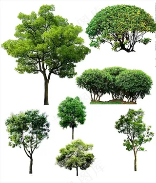树木图片