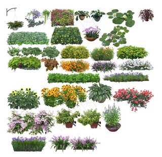 花草小花小草花草素材盆栽盆景草图片