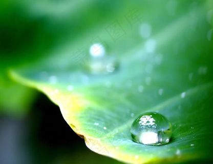 绿色背景图片 绿色背景图片