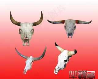牛头骨图片