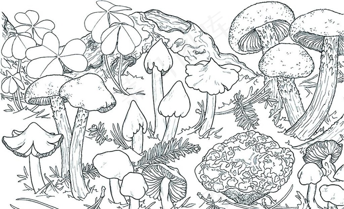 蘑菇线条画图片