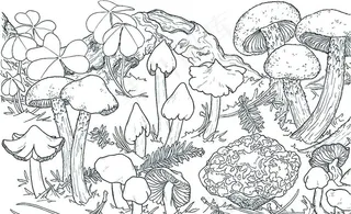 蘑菇线条画图片