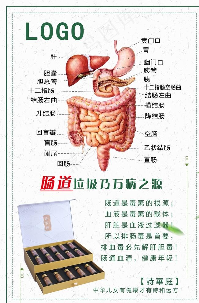 肠道排毒 养护图片(3543X5315(DPI:150))psd模版下载