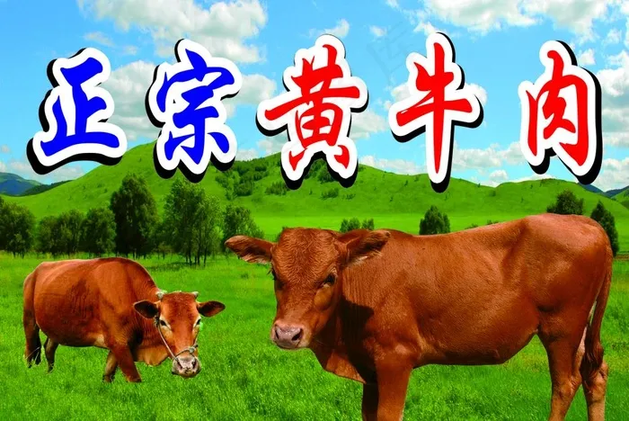 黄牛图片(210X297)cdr矢量模版下载