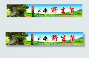 大树 风景 草原 云南 野生菌图片