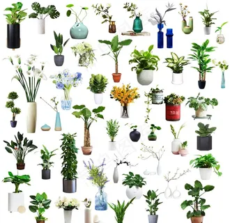 植物图片 植物图片