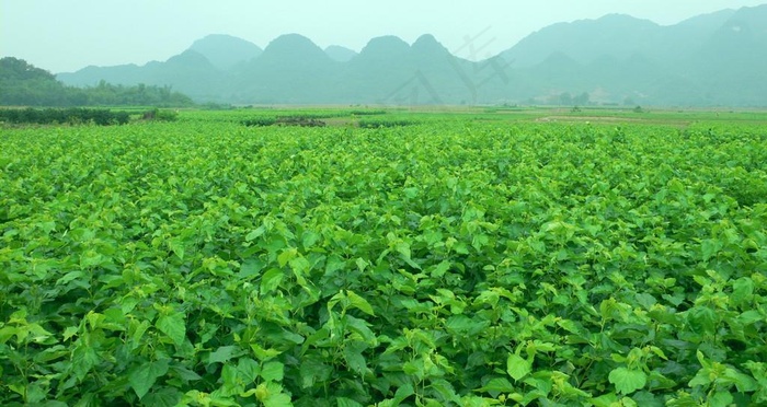 蚕桑基地田园图片