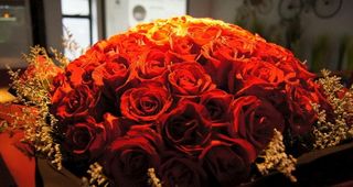 玫瑰摄影作品图片