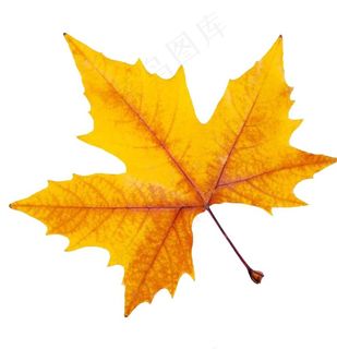 枫叶图片