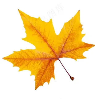 枫叶图片