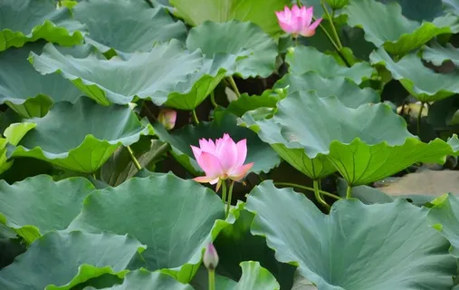 荷花图片 荷花图片
