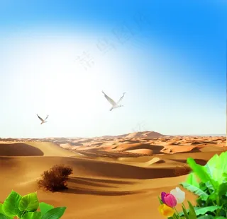 沙漠飞鸟绿洲素材背景图片