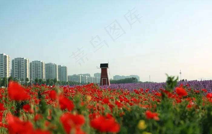 花田图片