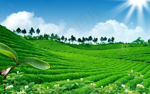 茶园图片