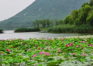 湖中荷花荷叶图片
