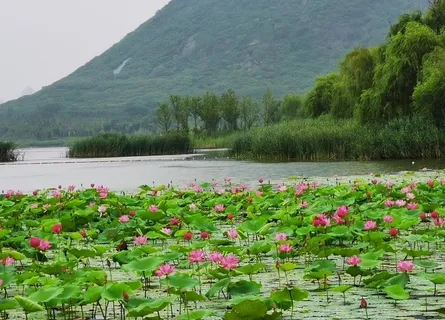 湖中荷花荷叶图片 湖中荷花荷叶图片
