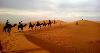 沙漠上的行走的驼队图片