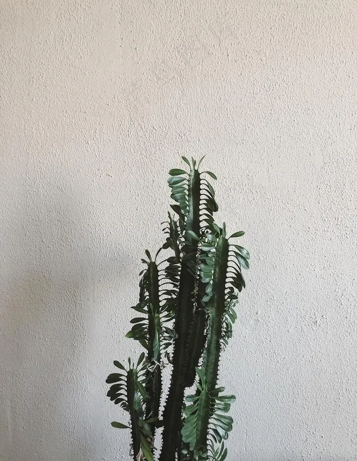 北欧植物图片