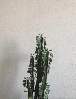 北欧植物图片 北欧植物图片
