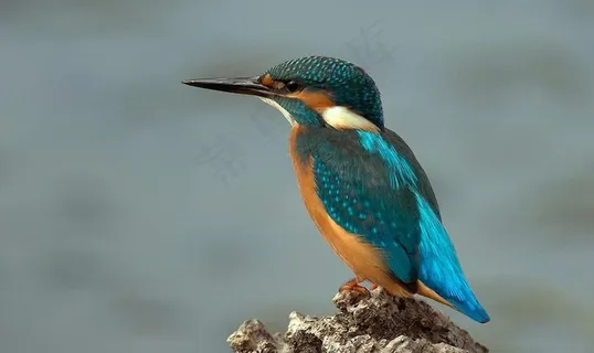 翠鸟图片 翠鸟图片