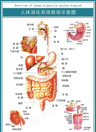 人体消化系统概观示意图图片