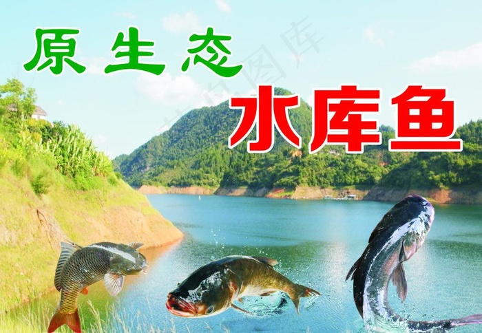 水库鱼图片(210X297)cdr矢量模版下载