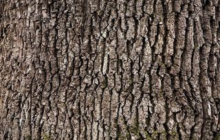 树皮年轮纹理图片