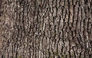 树皮年轮纹理图片