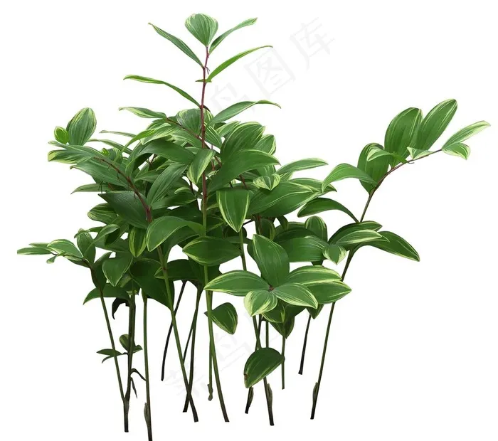 玉竹灌木图片psd模版下载