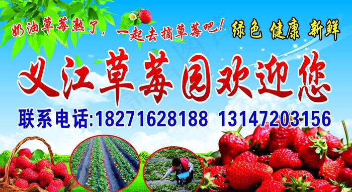 草莓园图片