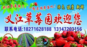 草莓园图片