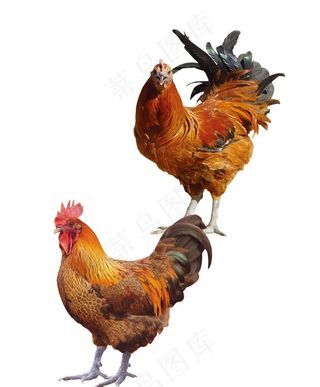 公鸡图片