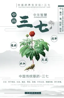 中药三七图片