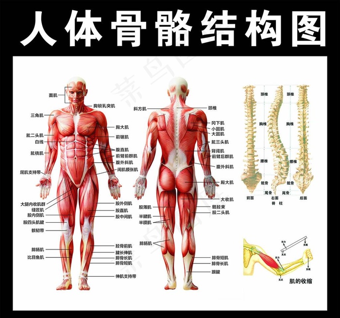 人体骨骼结构图图片cdr矢量模版下载