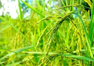 稻田图片