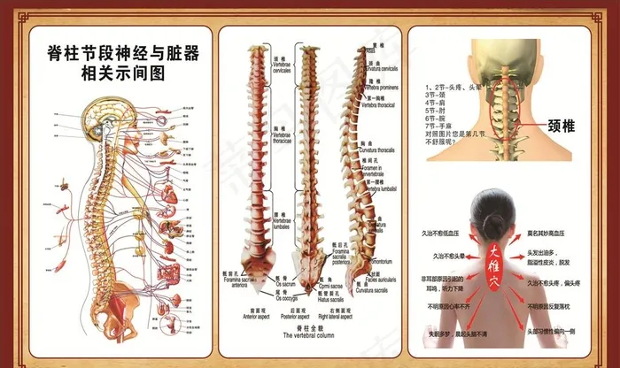 颈椎脊椎示意图图片(1440X900)cdr矢量模版下载