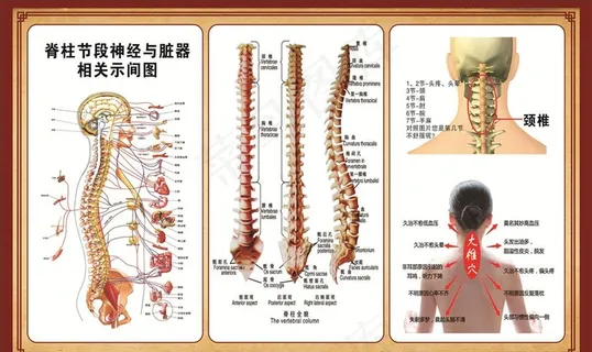 颈椎脊椎示意图图片