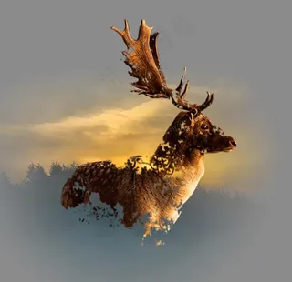 双重曝光鹿图片